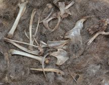 36 Das sind Knochen vom Siebenschlaefer